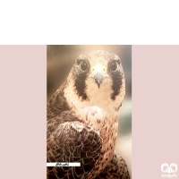 گونه شاهين Barbary Falcon